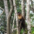 Tufter or Brown Capuchin Monkey at Monkeyland on Garden Route, South Africa Royalty Free Stock Photo