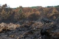 Tufts of burnt black grass after a wild fire