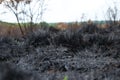 Tufts of burnt black grass after a wild fire