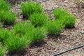 Tufts of fresh green grass, garden hose for drip watering and hazelnut mulching