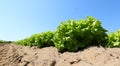 tufts of fresh green lettuce grown in the field with biological