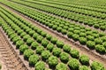 tufts of fresh green lettuce grown in the field with biological