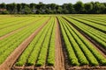 tufts of fresh lettuce grown in the field with biological techni