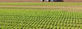 tufts of fresh lettuce grown in the field with organic technique