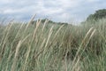 Tufts of grass folded by the wind in the Grenen in Denmark