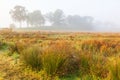 Tufts of grass on the moor with trees on the hill in the mist Royalty Free Stock Photo