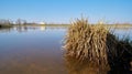Tufts of grass in shallow water on the banks of the River Elbe Royalty Free Stock Photo