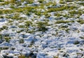 tufts of green grass emerging from there in the snow during the thaw Royalty Free Stock Photo