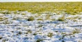 tufts of green grass emerging from there in the snow during the thaw Royalty Free Stock Photo