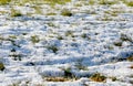 tufts of green grass emerging from there in the snow during the thaw Royalty Free Stock Photo