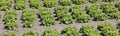 tufts of green lettuce in a field