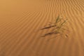 Tufts of Pampas grass in the desert Royalty Free Stock Photo