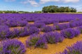 Tufts of purple lavender merge into parallel line in a field in Heacham, Norfolk, UK