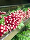 Tufts of radishes in a vegetables shop