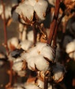 Tufts of white cotton on the intensive cultivation of cotton pla