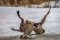 Canada geese fighting Royalty Free Stock Photo