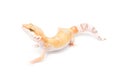 TUG Sunglow Leopard Gecko