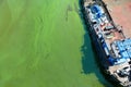 Tugboat in water with green algae