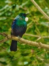 Tui - beautiful bird from New Zealand