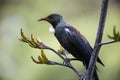 Tui Bird