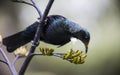 Tui Bird