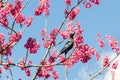 Tui bird feeding on nectar from cherry blossom Royalty Free Stock Photo