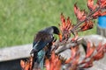 Tui bird on a flax flower stalk with green grass on background, New Zealand