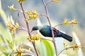 Tui bird on a flowering bush