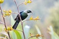 Tui bird on a flowering bush