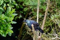 Tui bird on a flowering bush