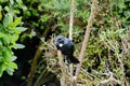 Tui bird on a flowering bush