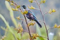 Tui bird on a flowering bush