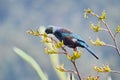 Tui bird on a flowering bush