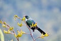 Tui bird on a flowering bush