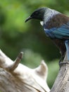 New Zealand Tui bird Royalty Free Stock Photo