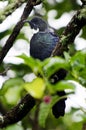 Tui Bird, New Zealand