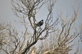 Tui Bird New Zealand Royalty Free Stock Photo