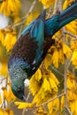 Tui Bird in New Zealand Royalty Free Stock Photo