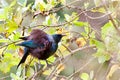 Tui bird perched on a branch of a tree Royalty Free Stock Photo