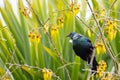 Tui Bird Royalty Free Stock Photo