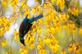 Tui Bird Royalty Free Stock Photo