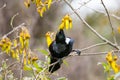 Tui Bird Royalty Free Stock Photo