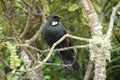 Tui bird (Prosthemadera novaeseelandiae) Royalty Free Stock Photo