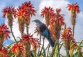 Tui bird Royalty Free Stock Photo