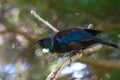 Tui bird (Prosthemadera novaeseelandiae) on a branch Royalty Free Stock Photo
