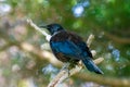 Tui bird (Prosthemadera novaeseelandiae) on a branch Royalty Free Stock Photo