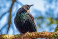 Tui bird (Prosthemadera novaeseelandiae) on a branch Royalty Free Stock Photo