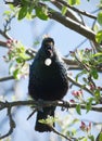 Tui Royalty Free Stock Photo