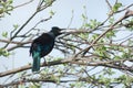 Tui Royalty Free Stock Photo