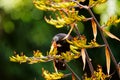 A Tui, endemic passerine bird of New Zealand, feeding on flax plant nectar Royalty Free Stock Photo